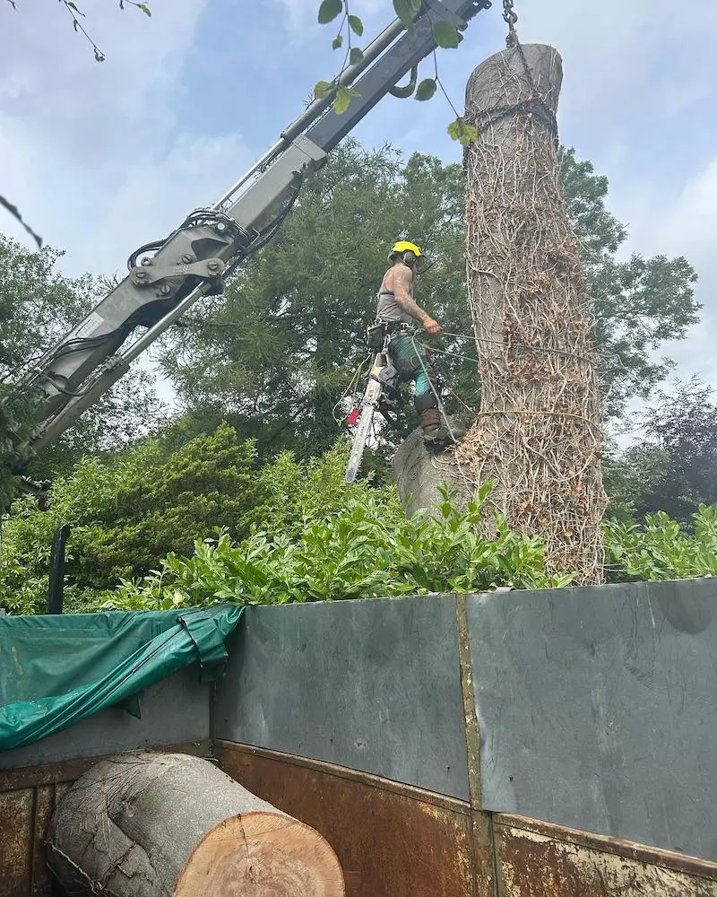 Climber setting chains to remove large timber