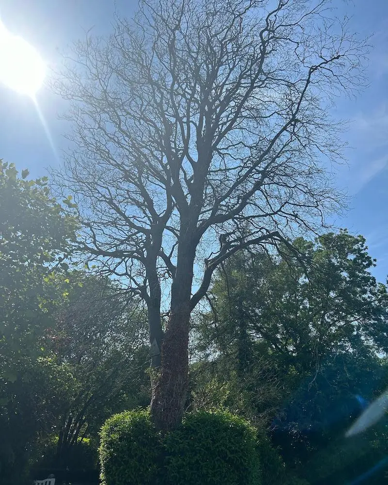 Dead beech tree remvoal in yealand conyers