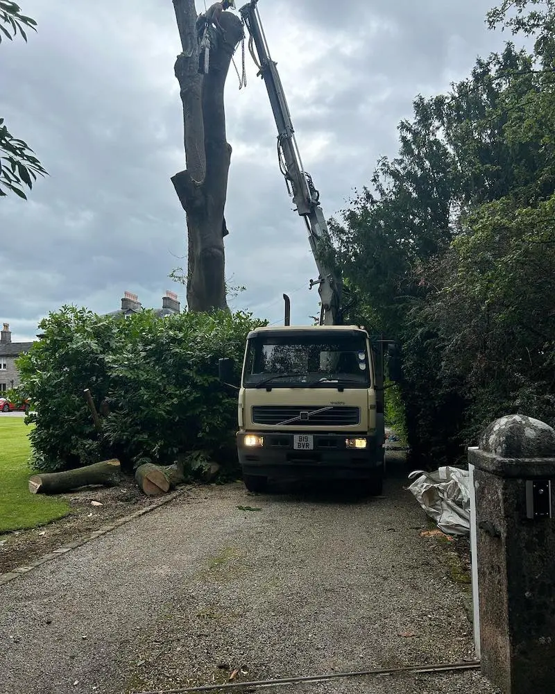 Removing main stem with grab lorry