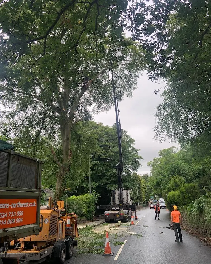 Roadside beech tree removal due to root decay – windermere