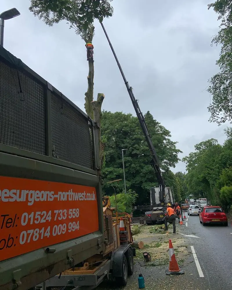 Taking the last leader out of the tree